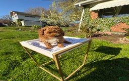 Toy Poodle dogs for sale: Maxi - Image 8