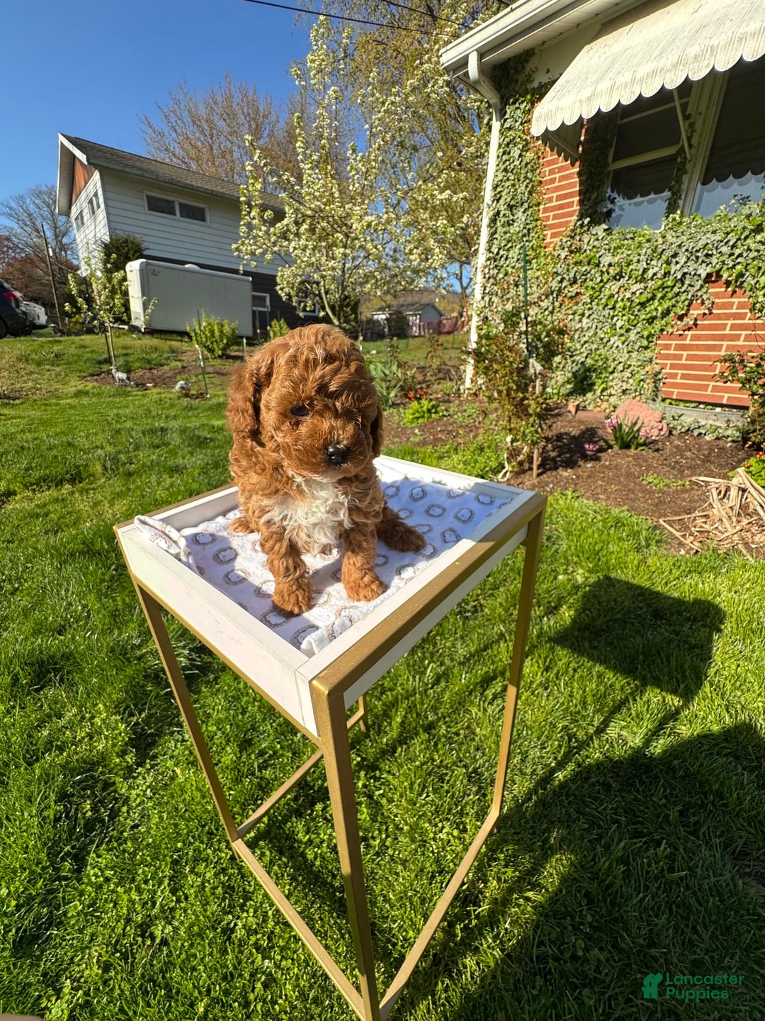 Toy Poodle dogs for sale: Maxi - Image 8
