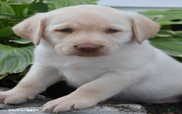 Labrador Retriever dogs for sale: Christopher - Image 3