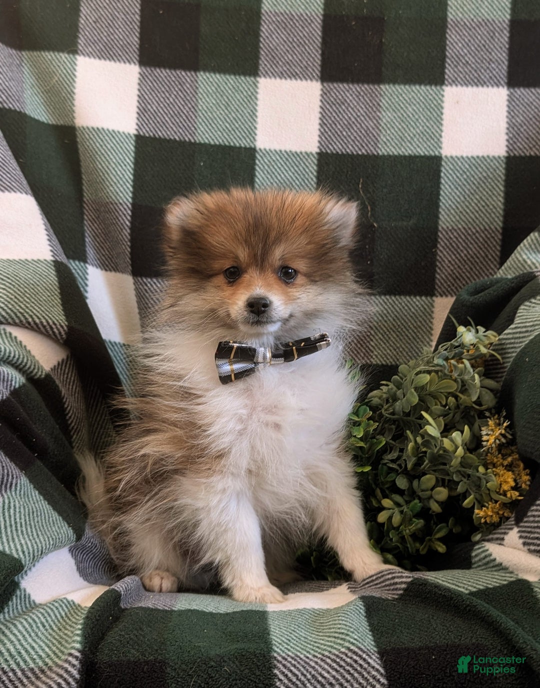 Pomeranian dogs for sale: Pearson Small - Image 11