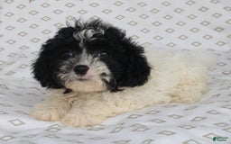 Shihpoo dogs for sale: Sailor - Image 7