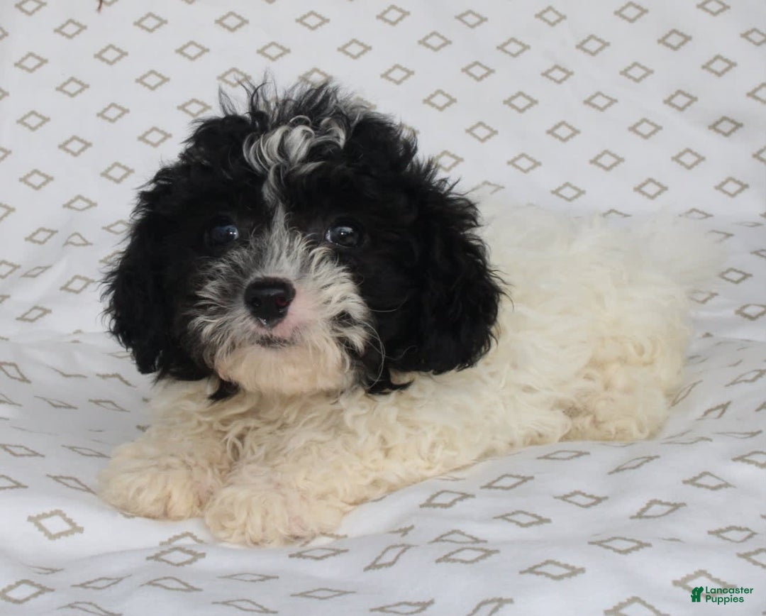 Shihpoo dogs for sale: Sailor - Image 7