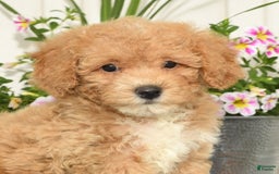 Bichpoo dogs for sale: Shelly - Image 2