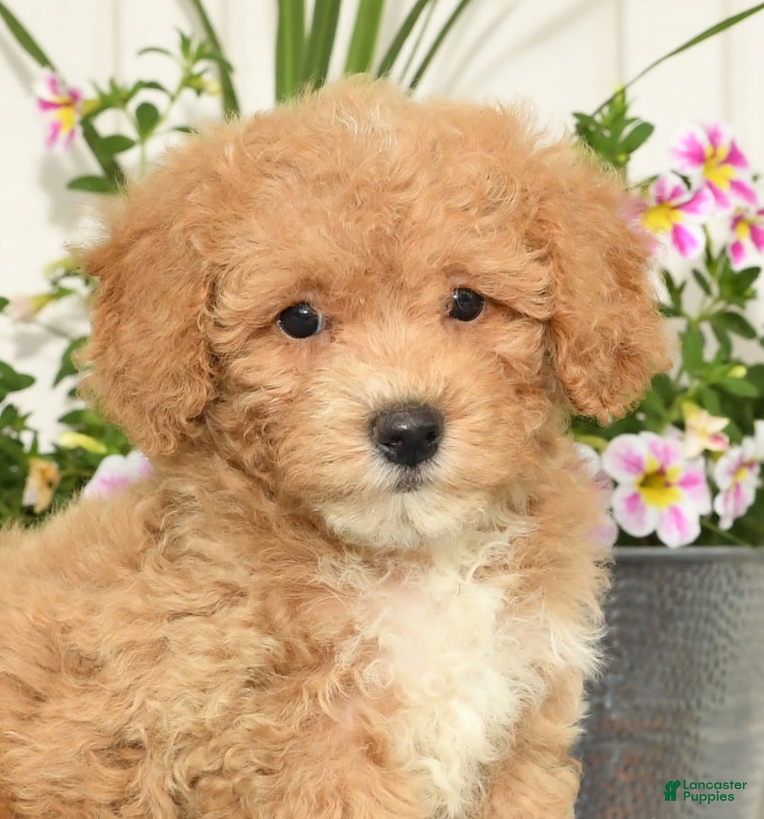 Bichpoo dogs for sale: Shelly - Image 2