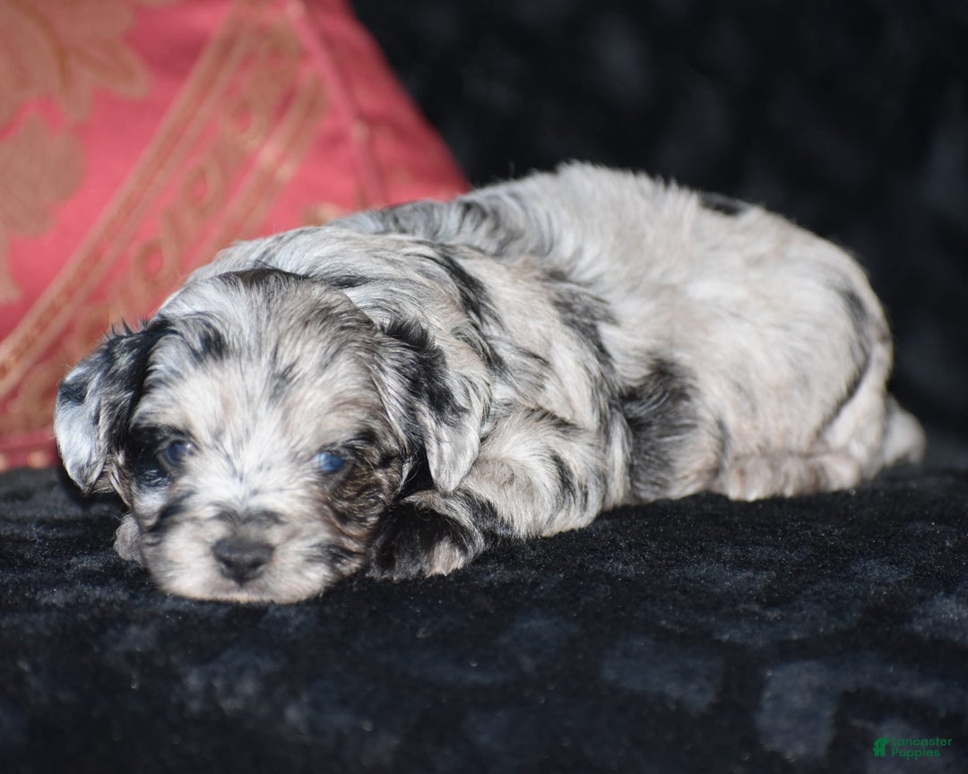 Yorkiepoo dogs for sale: Prissie - Image 1