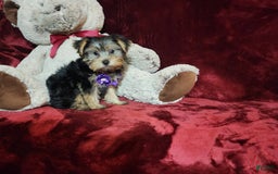 Yorkshire Terrier dogs for sale: Maui - Image 18
