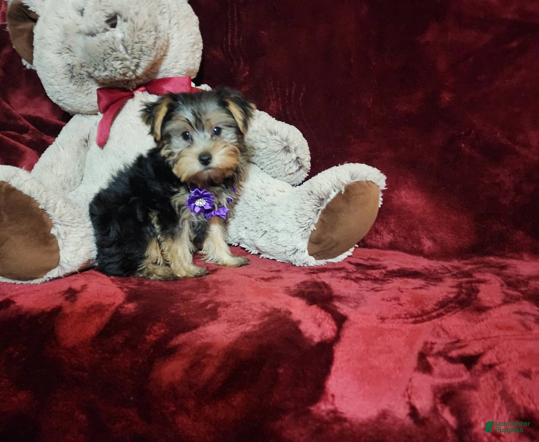 Yorkshire Terrier dogs for sale: Maui - Image 18