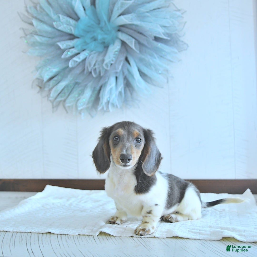 Miniature Dachshund dogs for sale: Isaac Rare Color - Image 2