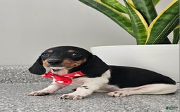 Dachshund dogs for sale: Lil Peanut - Image 20