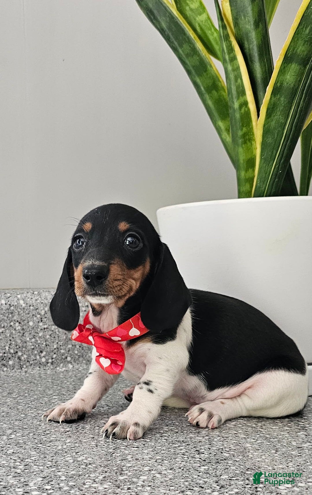 Dachshund dogs for sale: Lil Peanut - Image 20