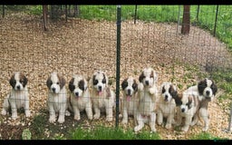 Saint Bernard dogs for sale: Chunk - Image 1