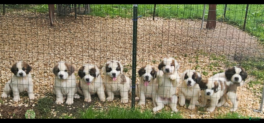 Saint Bernard dogs for sale: Chunk - Image 1