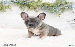 French Bulldog dogs for sale: Tessa - Image 4