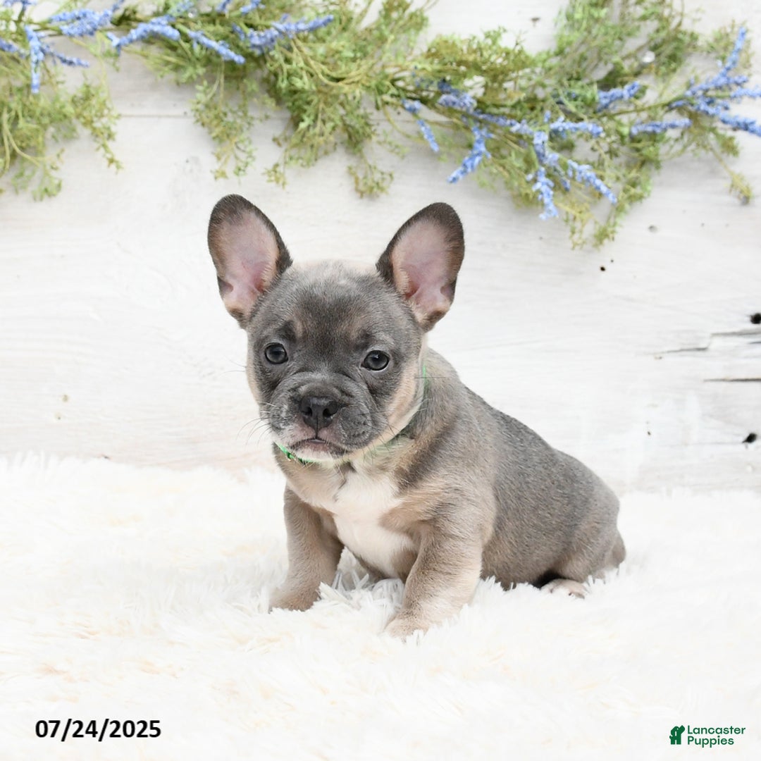 French Bulldog dogs for sale: Tessa - Image 4