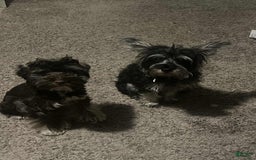 Miniature Schnauzer dogs for sale: Aqua - Image 5
