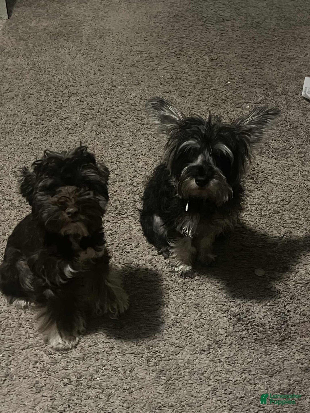 Miniature Schnauzer dogs for sale: Aqua - Image 5