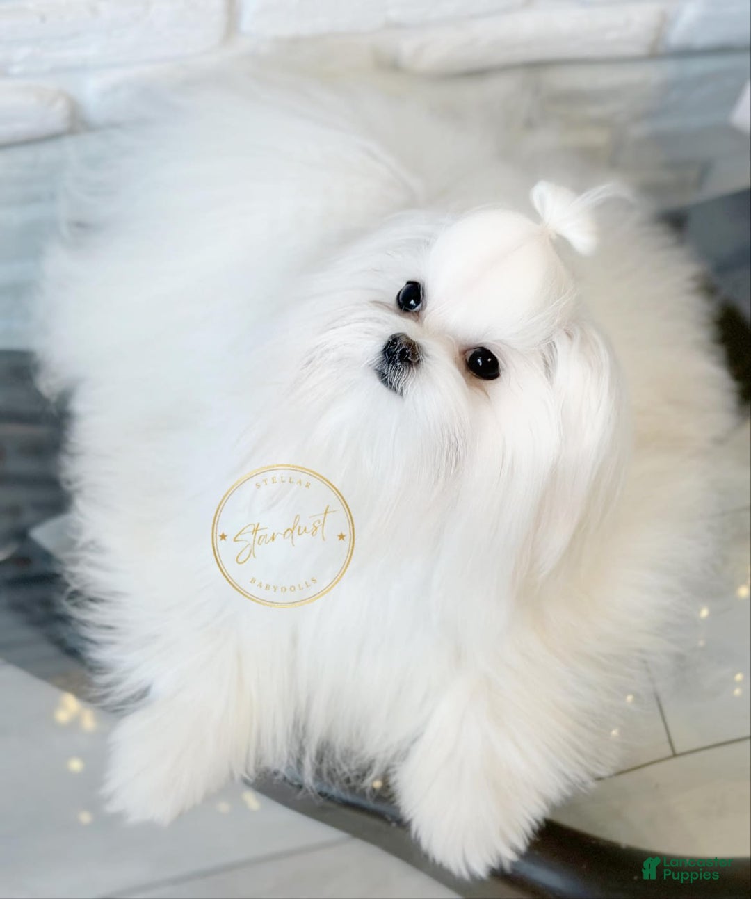 Maltese dogs for sale: Snow - Image 2