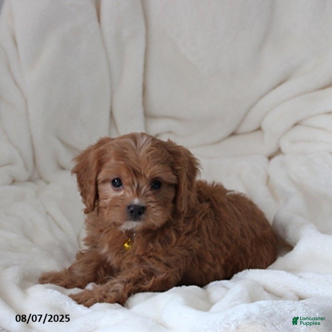 Cavapoo dogs for sale: Max - Image 1