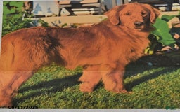 Golden Retriever dogs for sale: Tucker - Image 6