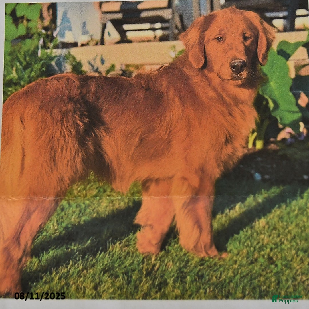 Golden Retriever dogs for sale: Tucker - Image 6
