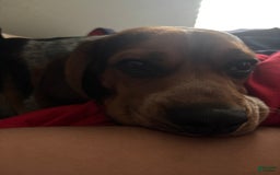 Beagle dogs for sale: No Name - Image 3
