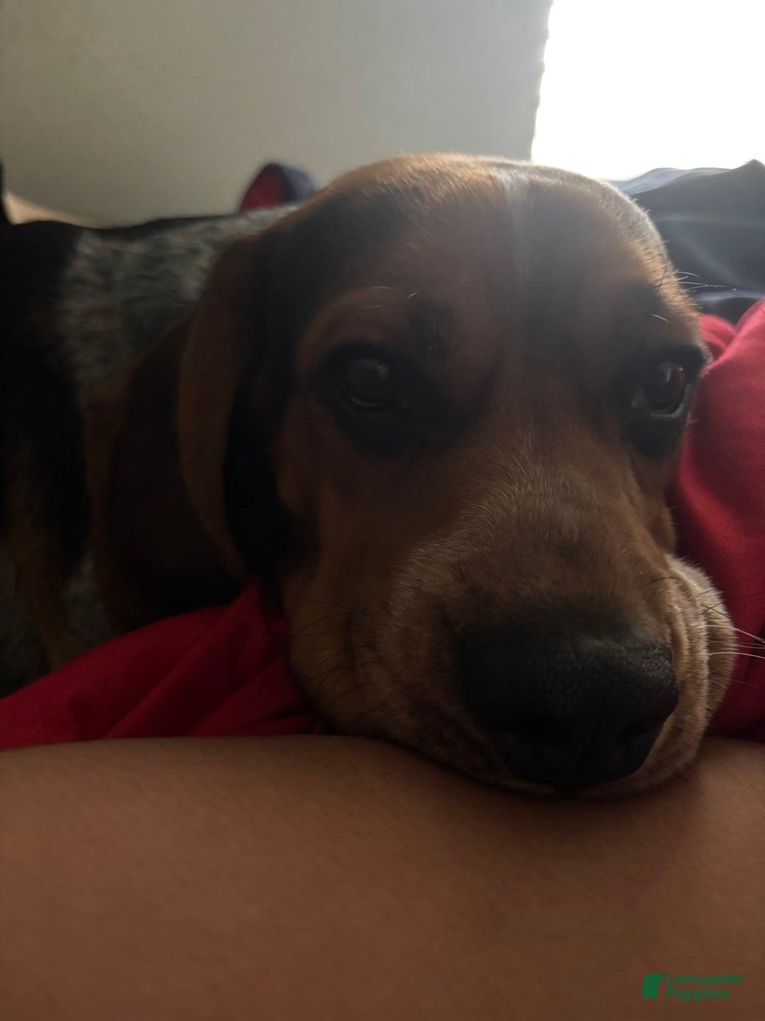 Beagle dogs for sale: No Name - Image 3