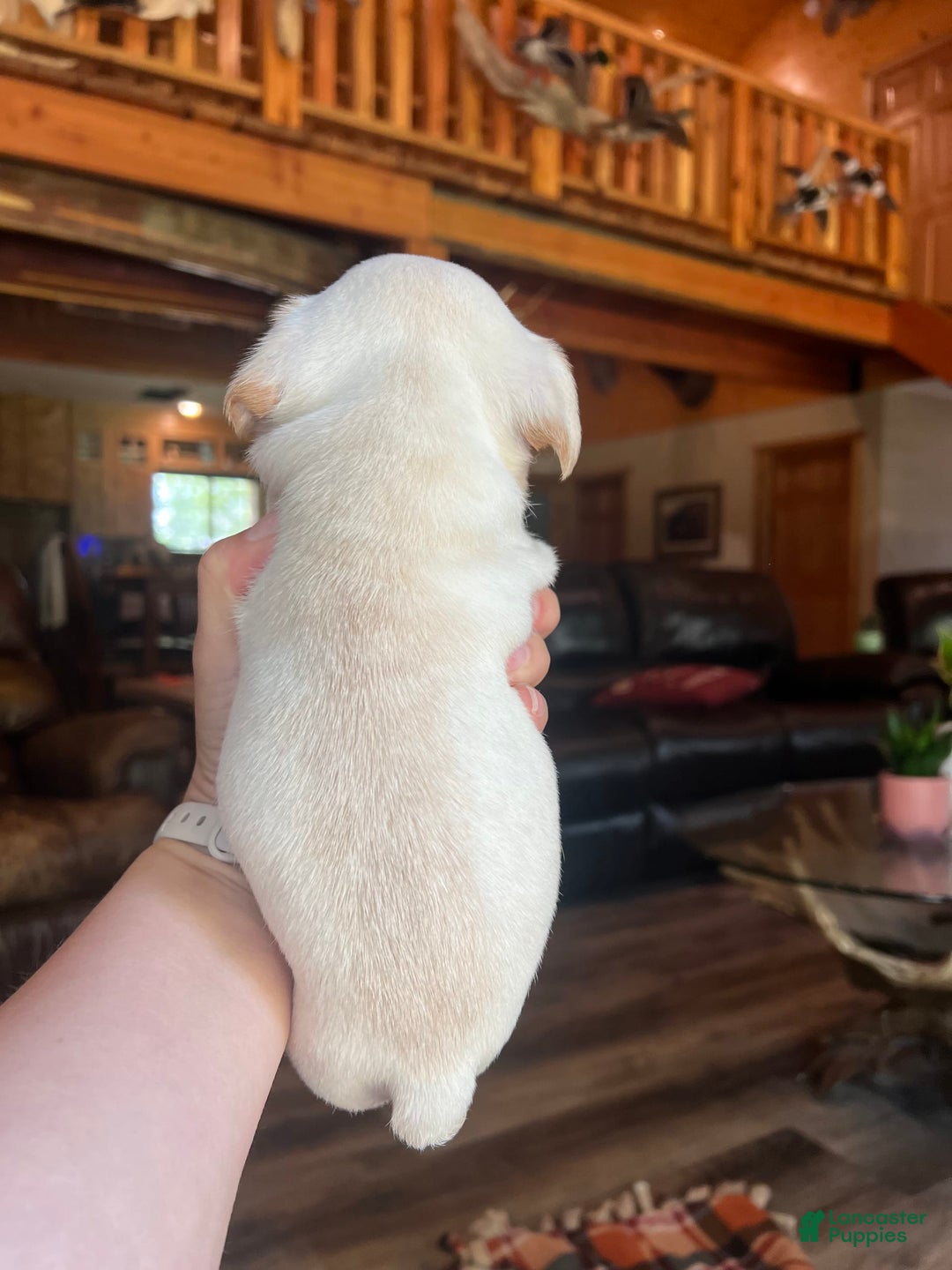 French Bulldog dogs for sale: Theo - Image 3