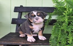Olde English Bulldogge dogs for sale: Candy - Image 4