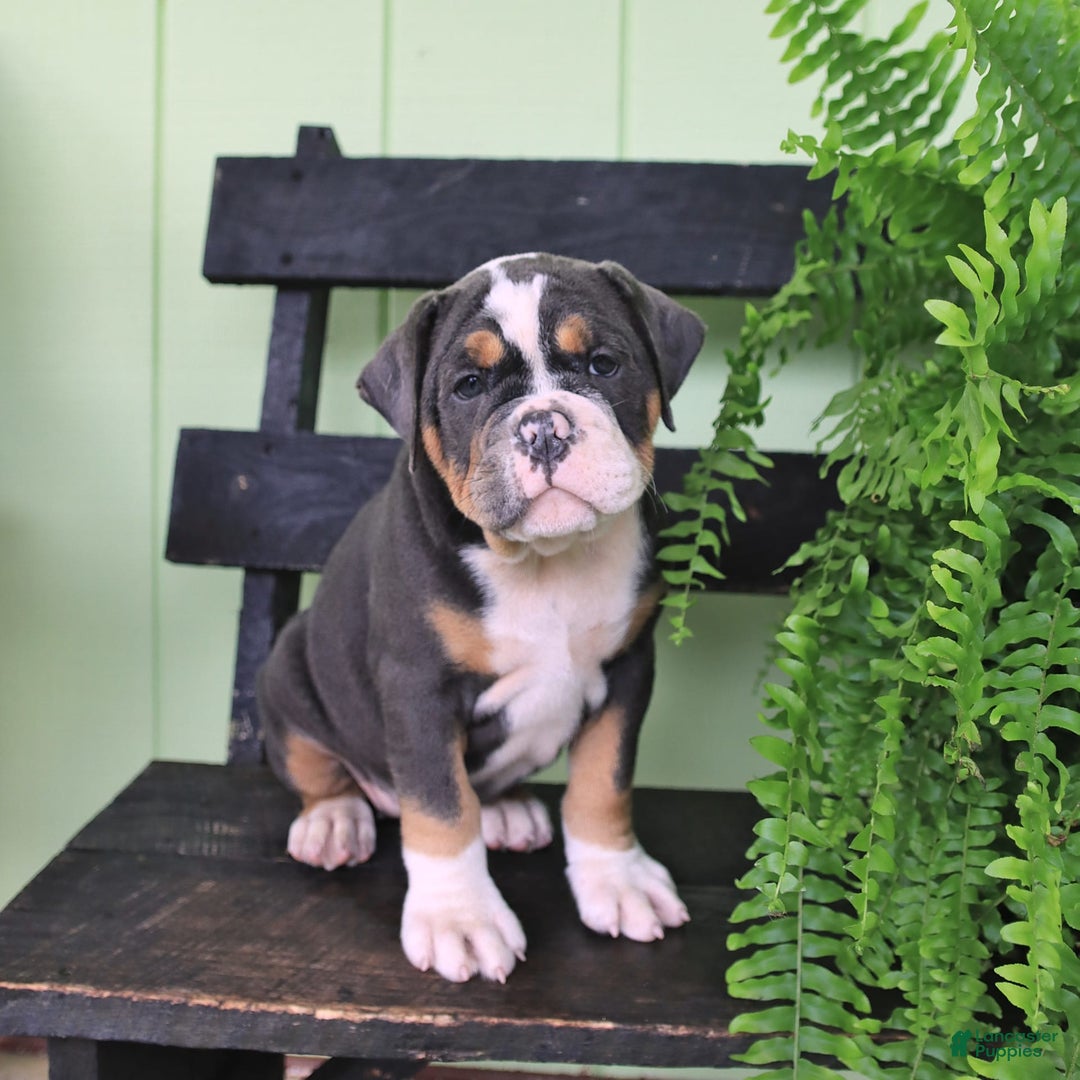 Olde English Bulldogge dogs for sale: Candy - Image 4