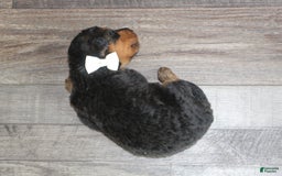 Airedale Terrier dogs for sale: Adella - Image 4