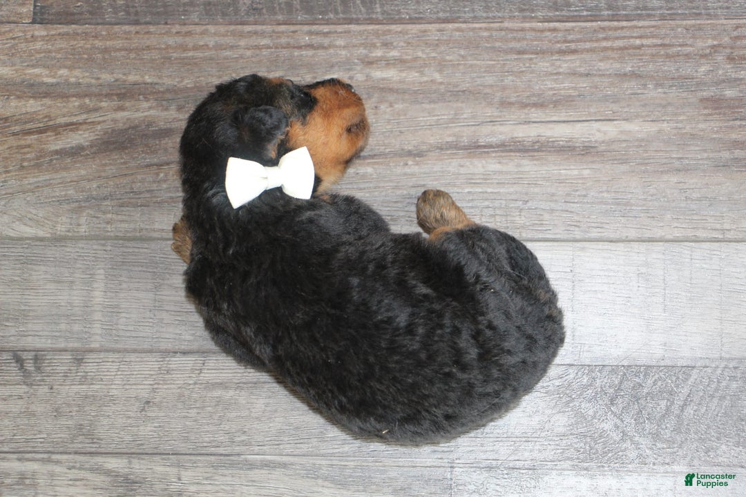 Airedale Terrier dogs for sale: Adella - Image 4