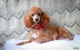 Miniature Poodle dogs for sale: Jackson - Image 9