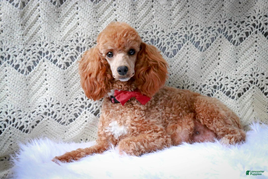 Miniature Poodle dogs for sale: Jackson - Image 9