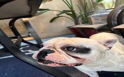 English Bulldog dogs for sale: Shadow - Image 3