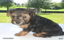 Yorkiepoo dogs for sale: Sammy - Image 10