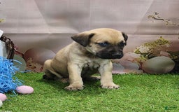 Catahoula Leopard Dog dogs for sale: Goldie 2025 M2 - Image 2
