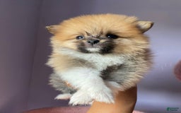 Pomeranian dogs for sale: Lena - Image 1