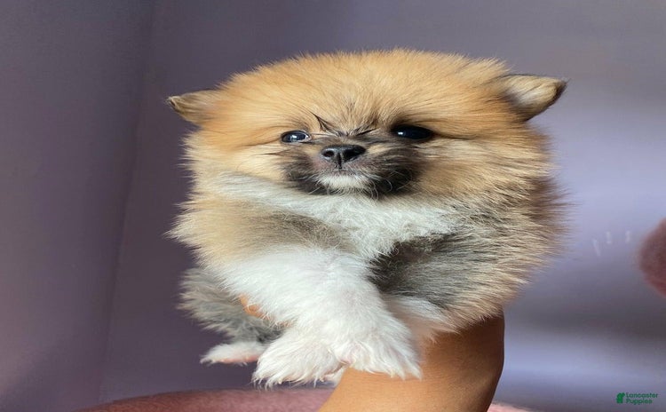 Pomeranian dogs for sale - Ad 2