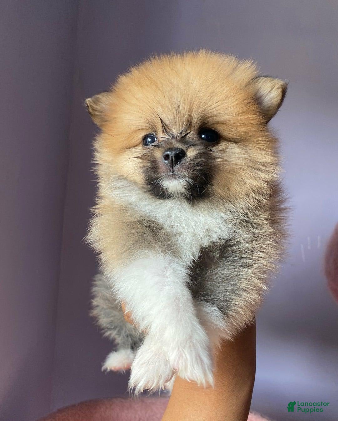 Pomeranian dogs for sale: Lena - Image 1