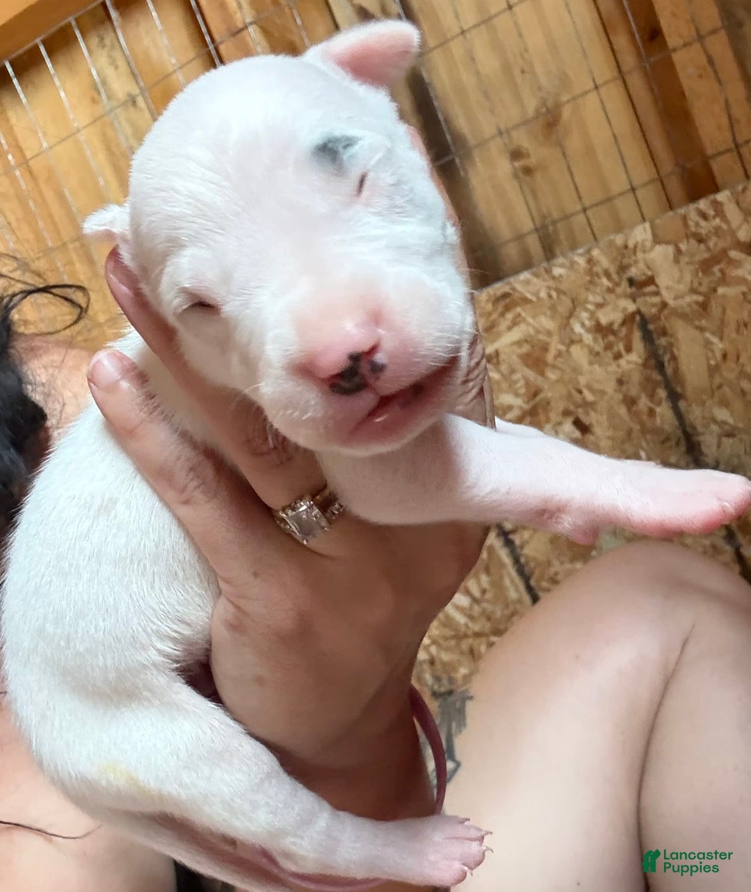 Dogo Argentino dogs for sale: M4 - Image 8