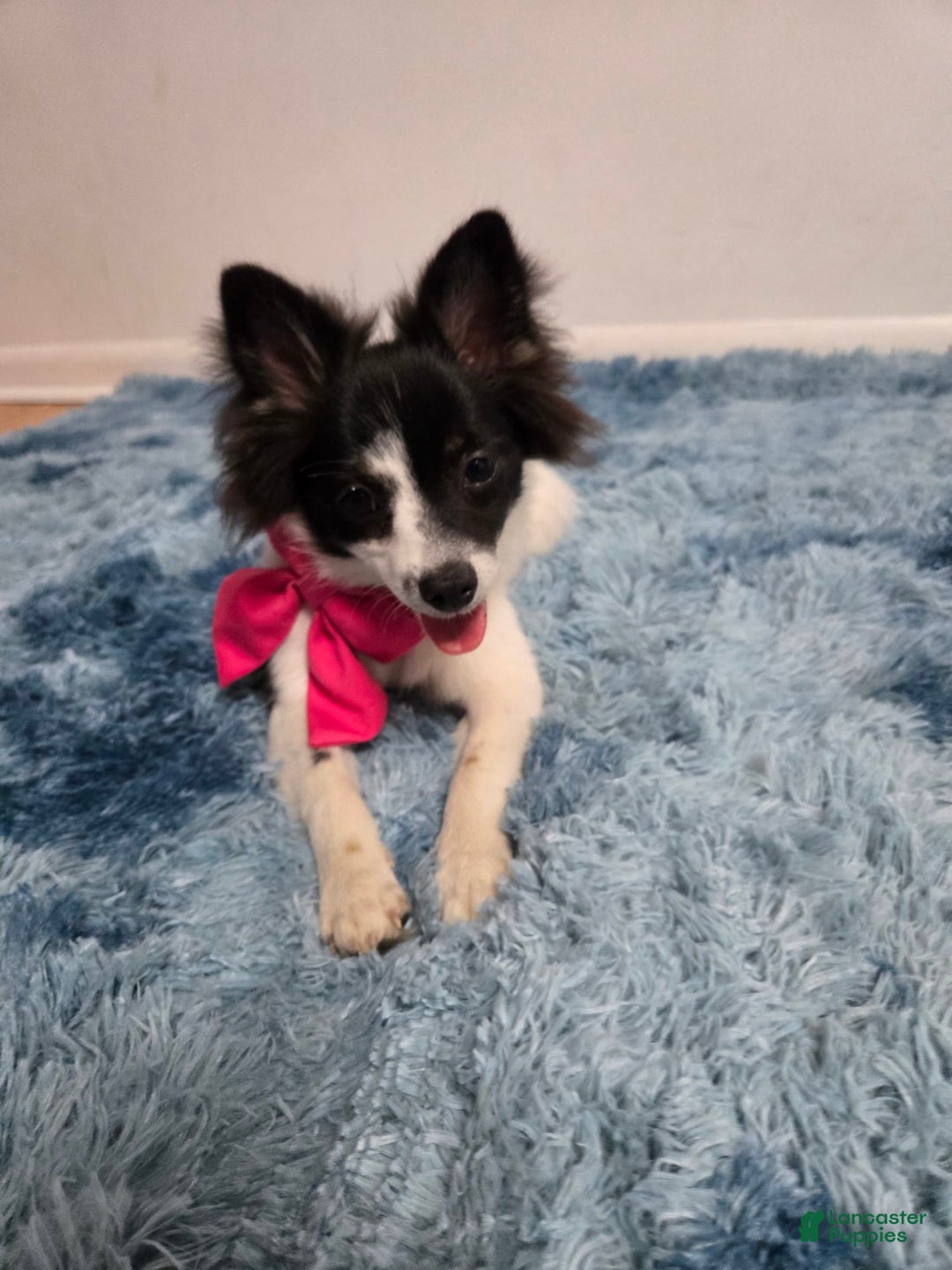 Pomeranian dogs for sale: Mili - Image 4