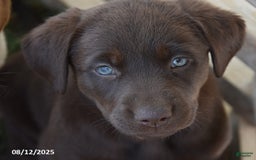 Labrador Retriever dogs for sale: Carol - Image 6