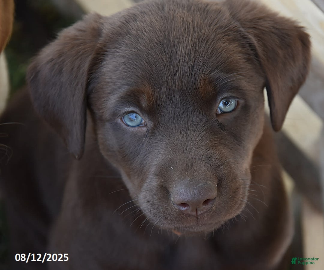 Labrador Retriever dogs for sale: Carol - Image 6