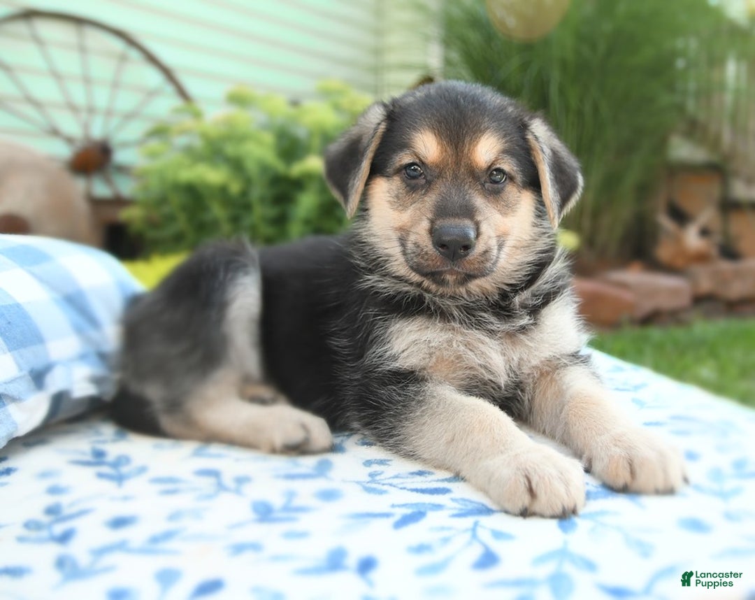 German Shepherd dogs for sale: Timber - Image 1