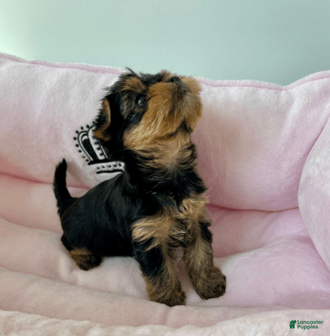 Yorkshire Terrier dogs for sale: Lana - Image 2