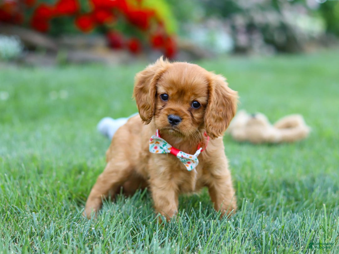 Cavalier King Charles Spaniel dogs for sale: Sadie - Image 12