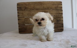 Teddy Bear dogs for sale: Kammy - Image 9