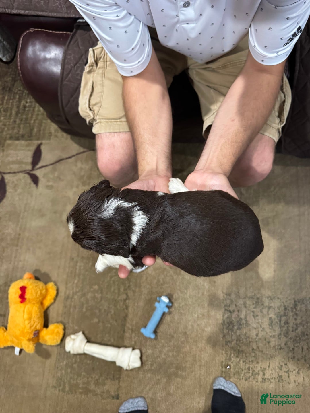 English Springer Spaniel dogs for sale: Male 3 - Image 3