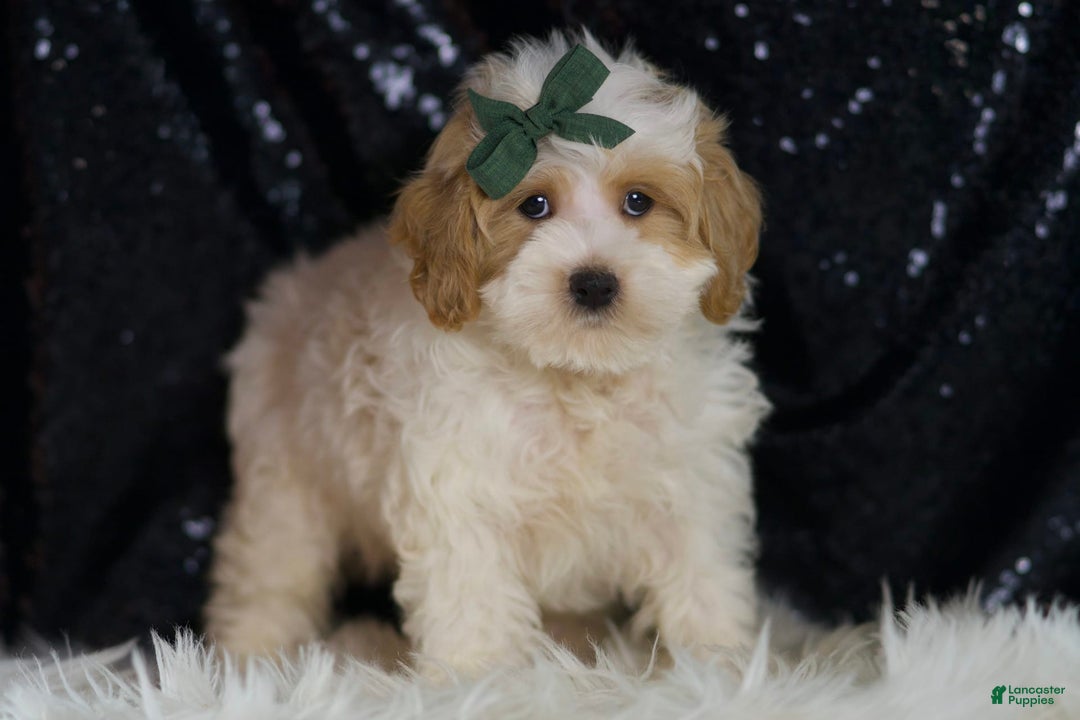 Maltipoo dogs for sale: Aladdin - Image 5