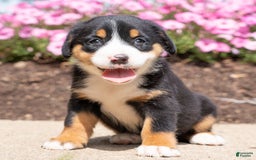 Greater Swiss Mountain Dog dogs for sale: Heidi - Image 1